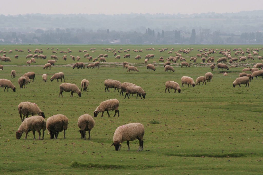 Salt lamb – the specialty of Mont Saint Michel